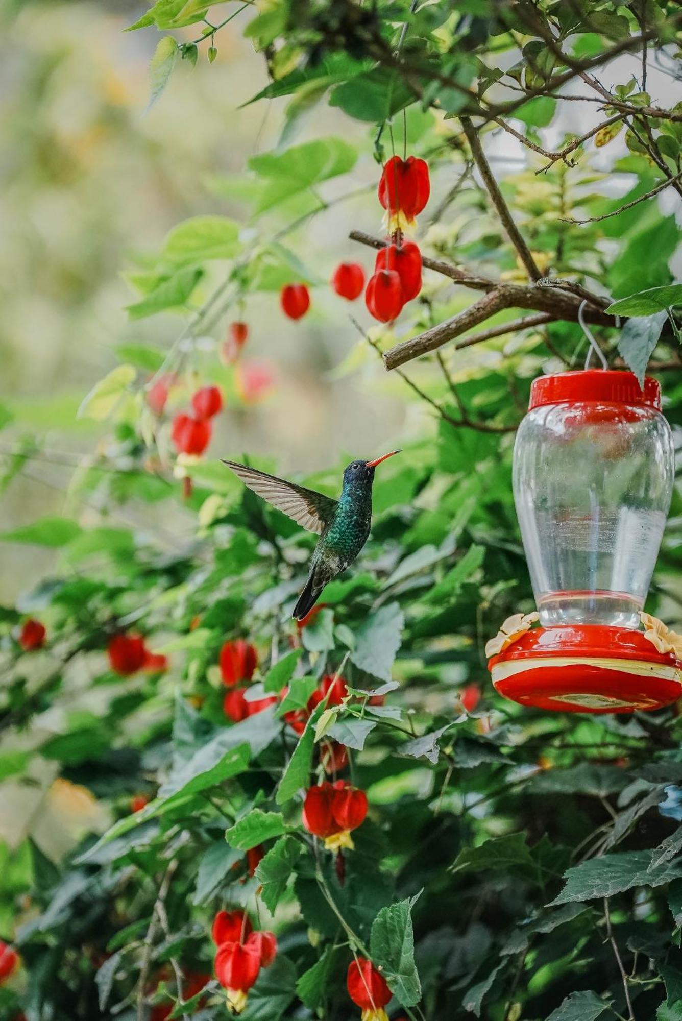 Hosteria Cananvalle إيبارا المظهر الخارجي الصورة